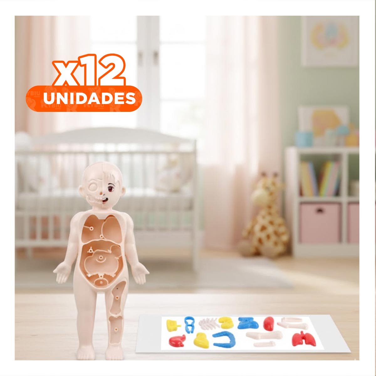 PACK12 MODELO ANATOMICO DE ORGANOS HUMANOS MULTICOLOR PARA EDUCACION - 1