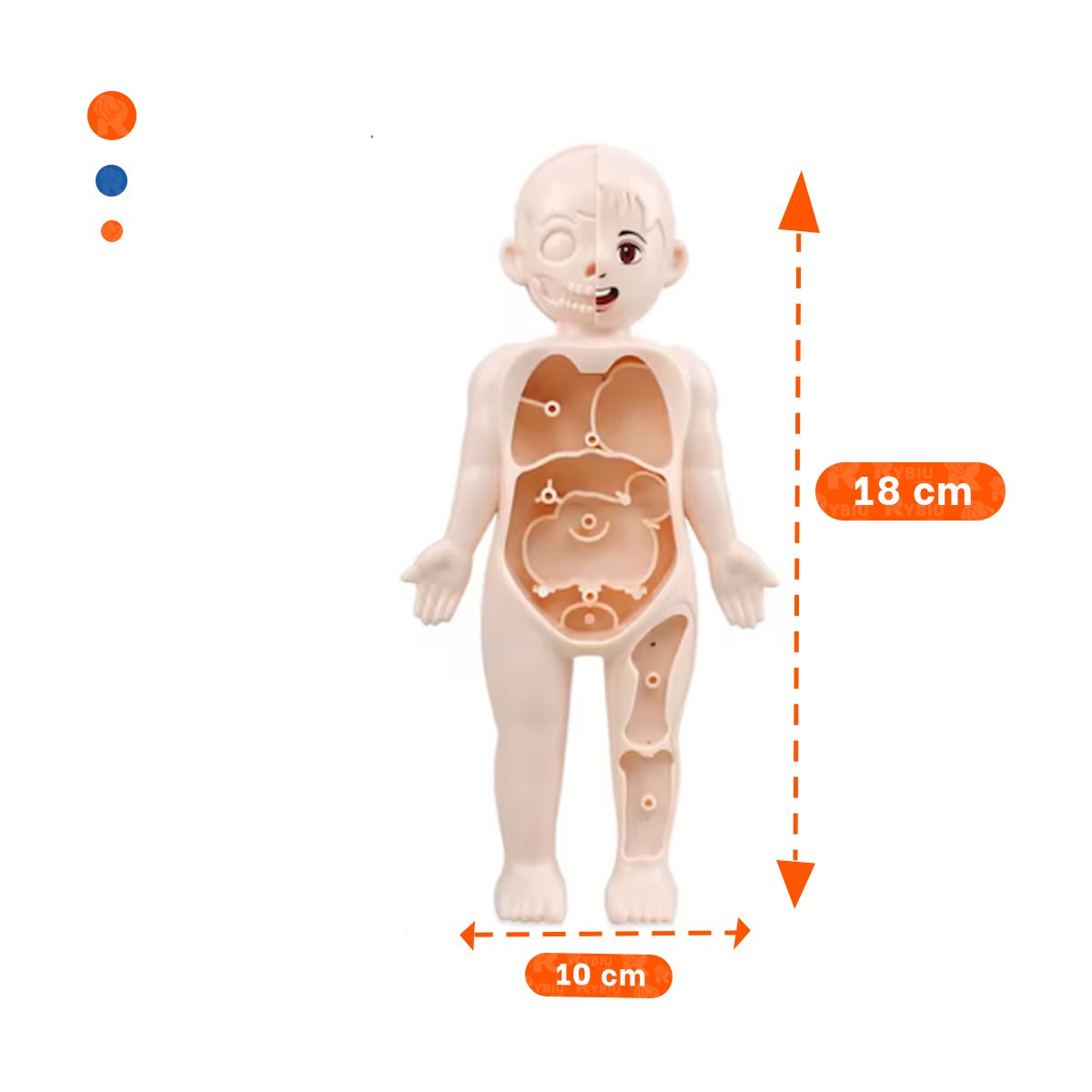 PACK12 MODELO ANATOMICO DE ORGANOS HUMANOS MULTICOLOR PARA EDUCACION - 4