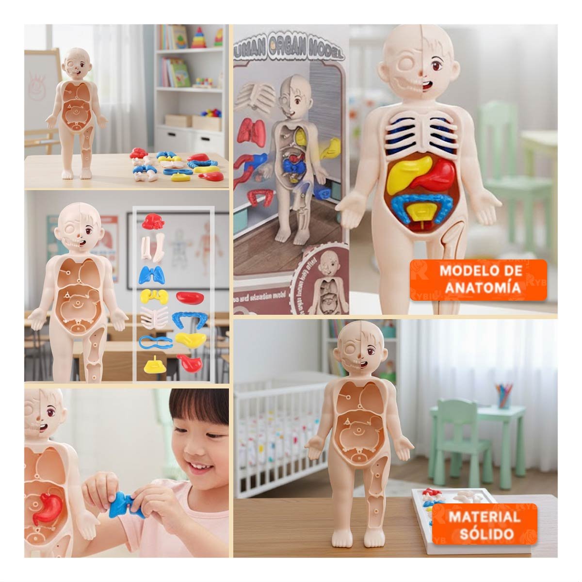 PACK12 MAQUETA ANATOMICA DE ORGANOS HUMANOS MULTICOLOR PARA AULA YPAPEL REGALO - 2