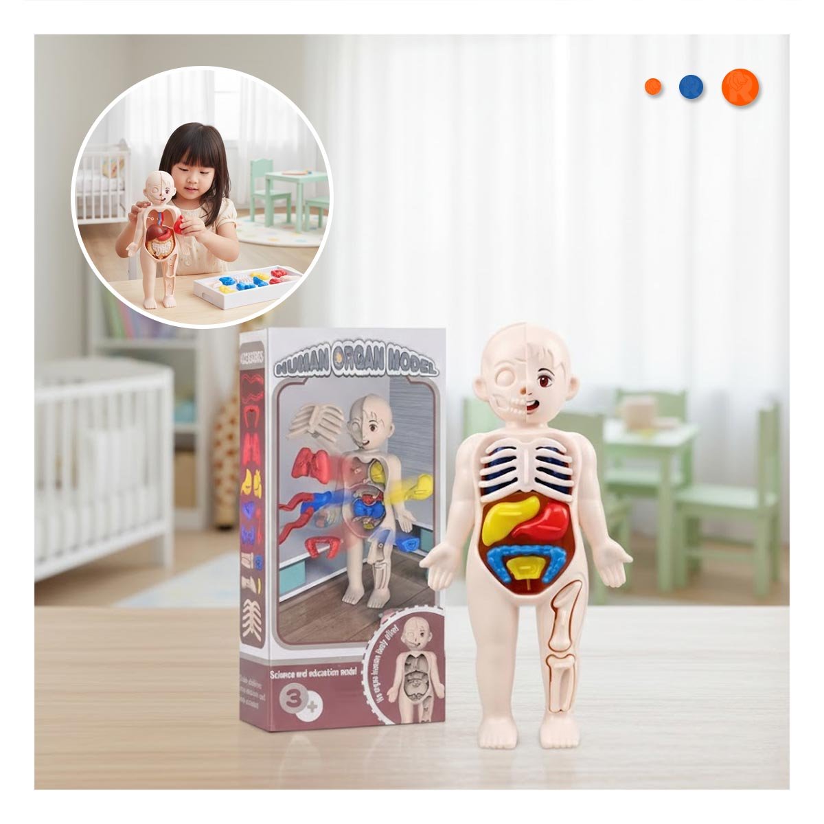 PACK12 MAQUETA ANATOMICA DE ORGANOS HUMANOS MULTICOLOR PARA AULA YPAPEL REGALO - 3