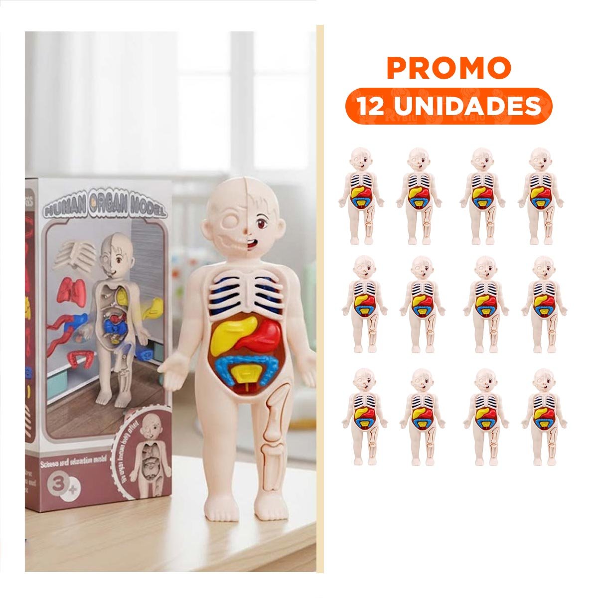 PACK12 REPLICA ANATOMICA DE ORGANOS HUMANOS MULTICOLOR PARA APRENDIZAJE YREGALO STICKER - 1