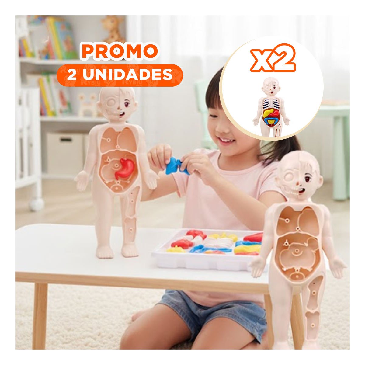 PACK2 DISENO DE ORGANOS HUMANOS MULTICOLOR PARA ESTUDIO EN AULA YREGALO STICKER - 1