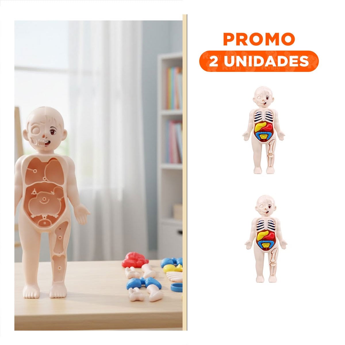 PACK2 HERRAMIENTA DE ORGANOS HUMANOS MULTICOLOR PARA APRENDIZAJE ESCOLAR - 1