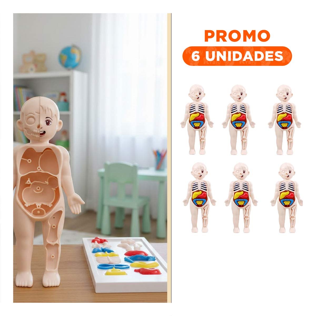 PACK6 FORMATO ESCOLAR DE ORGANOS HUMANOS MULTICOLOR PARA EDUCACION - 1
