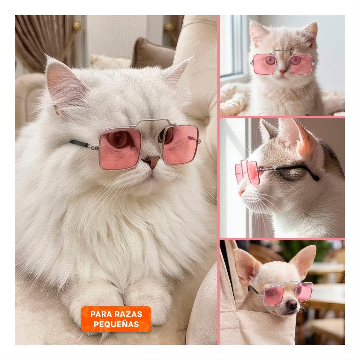PACK6 GAFAS DECORATIVAS PARA MASCOTA NEGRO CON FORMA CUADRADA PARA FOTOGRAFIA YPAPEL REGALO - 3