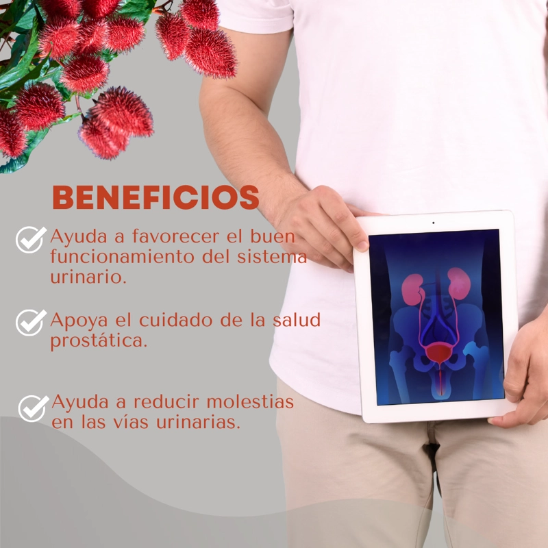 ACHIOTE DINOA CÁPSULAS X 100 / SALUD URINARIA - 2
