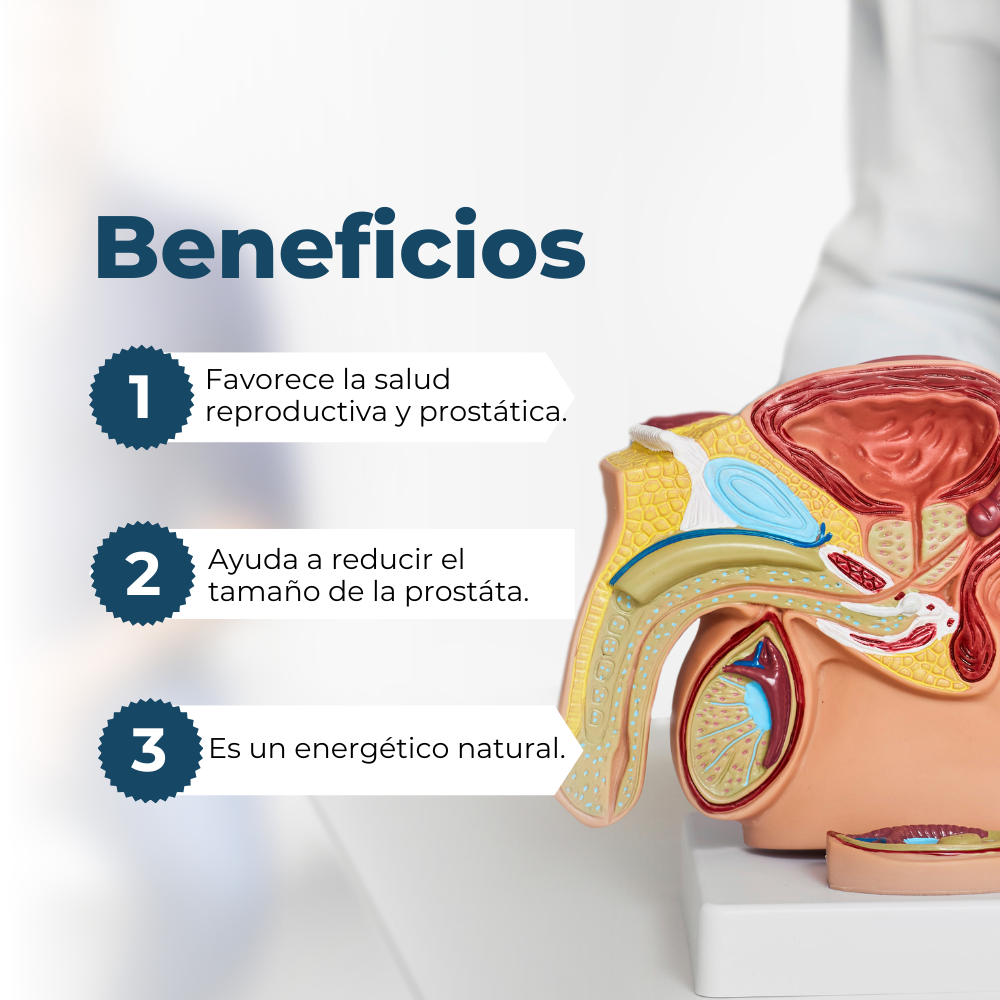 MACA ROJA Y ZINC  DINOA CÁPSULAS X 100 /ENERGÍA /BIENESTAR / EQUILIBRIO HORMONAL - 2