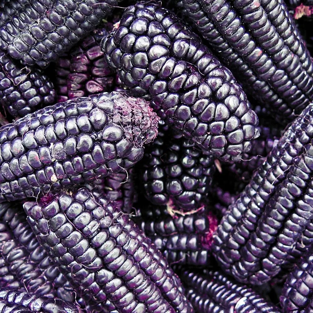 TRATAMIENTO MULTIBENEFICIOS MAIZ MORADO 110ML - SUMAQ - 2