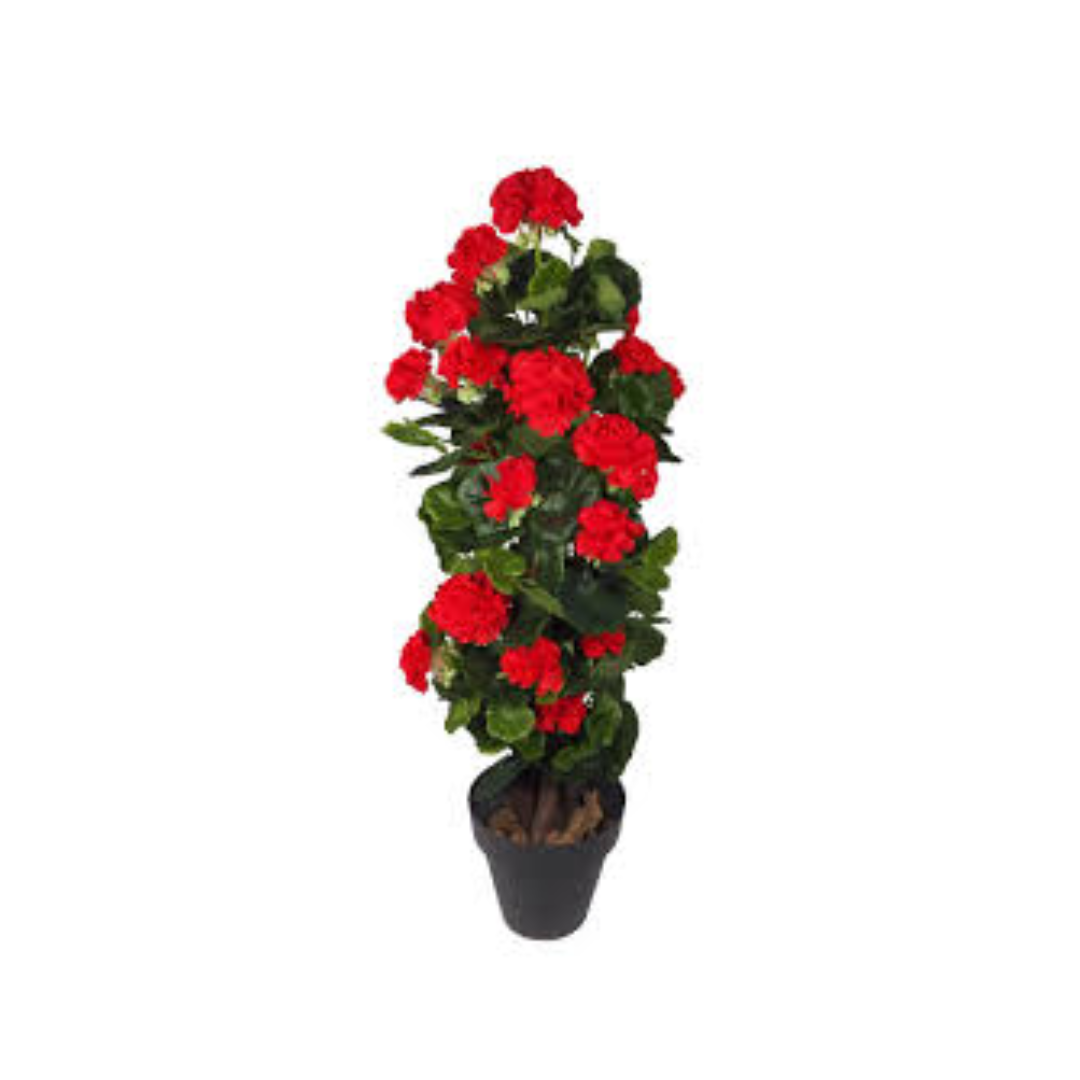 PLANTA DECORATIVA DE GERANIOS - 1