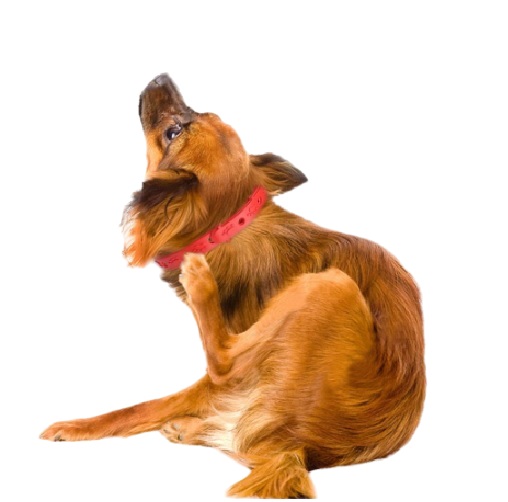 COLLAR ANTI PLAGAS Y PULGAS PARA PERRO Y GATO X 2 UND - 5