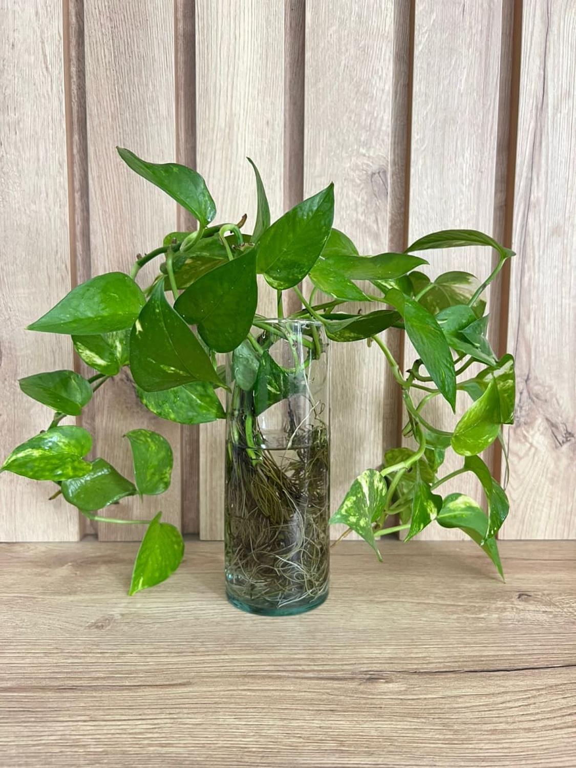 RECIPIENTE DE VIDRIO PARA PLANTA - 1
