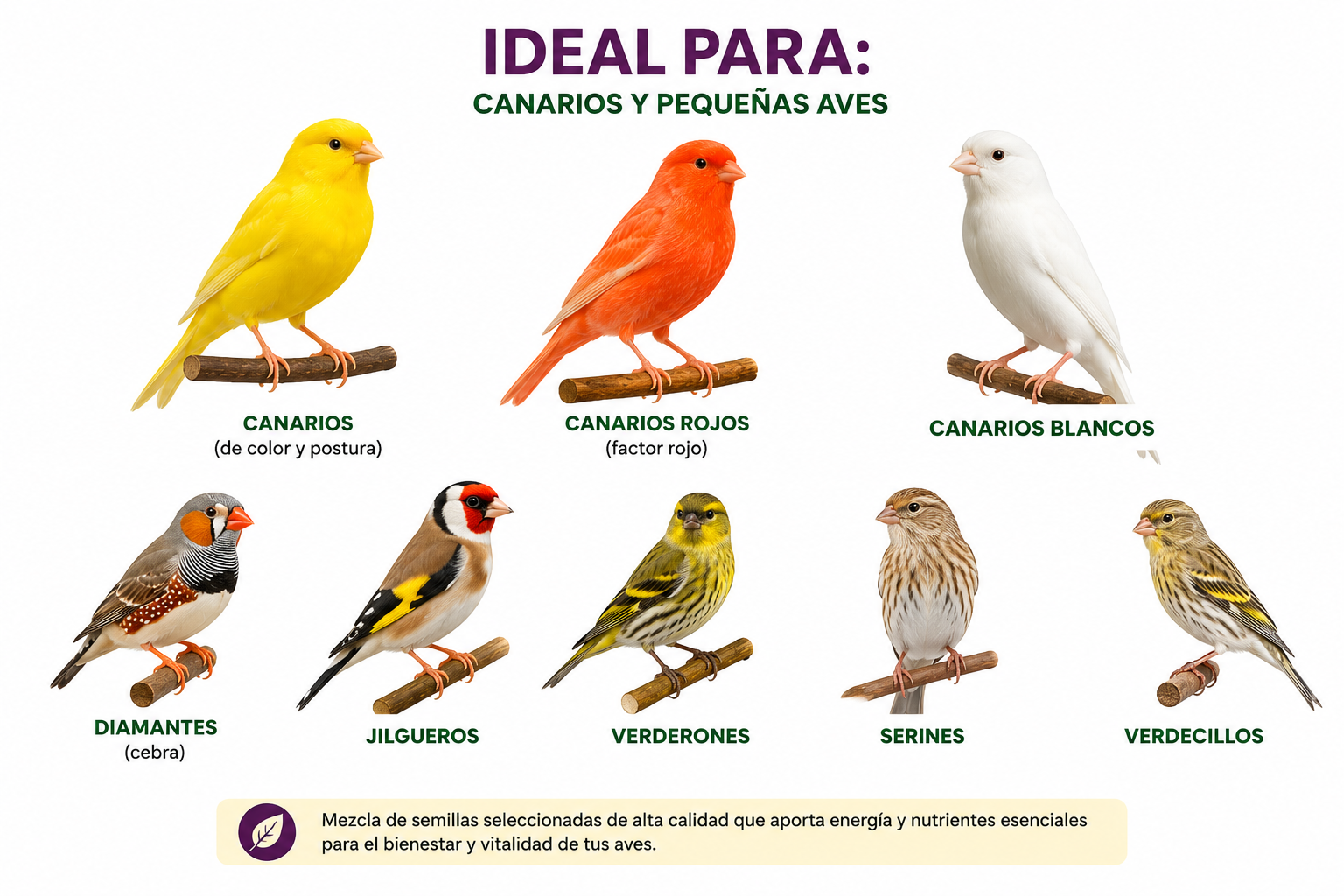 ALIMENTO BALANCEADO PREMIUM FREZZLY PARA CANARIOS Y AVES PEQUEÑAS – 1 KG - 2