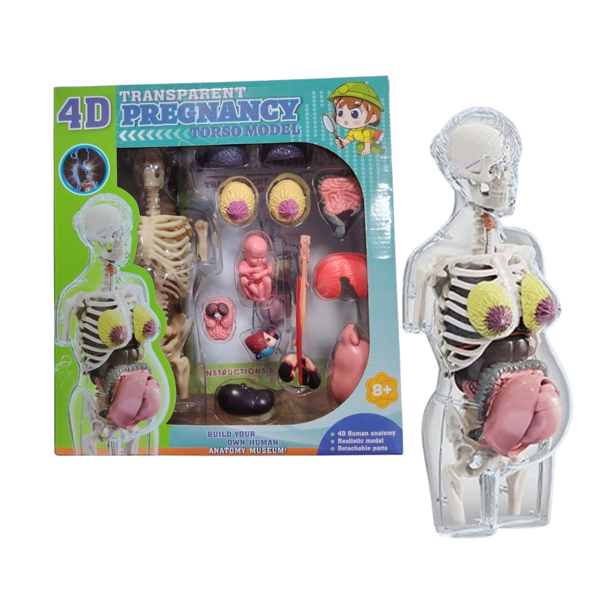 JUGUETE MODELO ANATÓMICO EMBARAZO 4D TORSO HUMANO STEM - 1