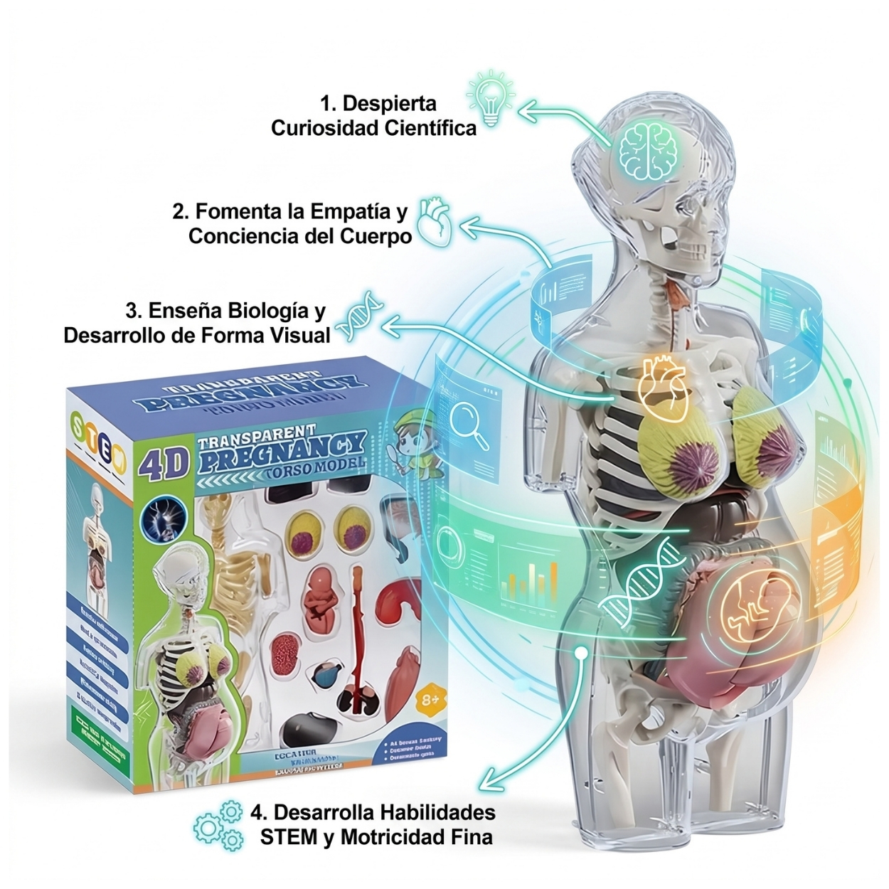 JUGUETE MODELO ANATÓMICO EMBARAZO 4D TORSO HUMANO STEM - 2