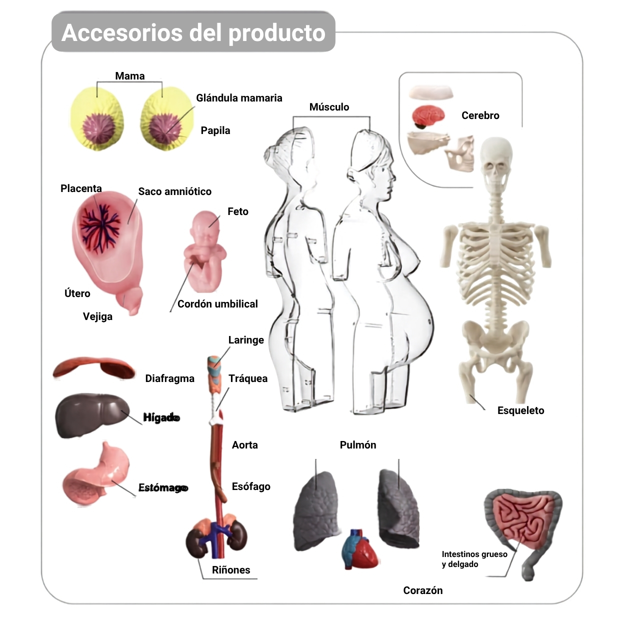 JUGUETE MODELO ANATÓMICO EMBARAZO 4D TORSO HUMANO STEM - 4