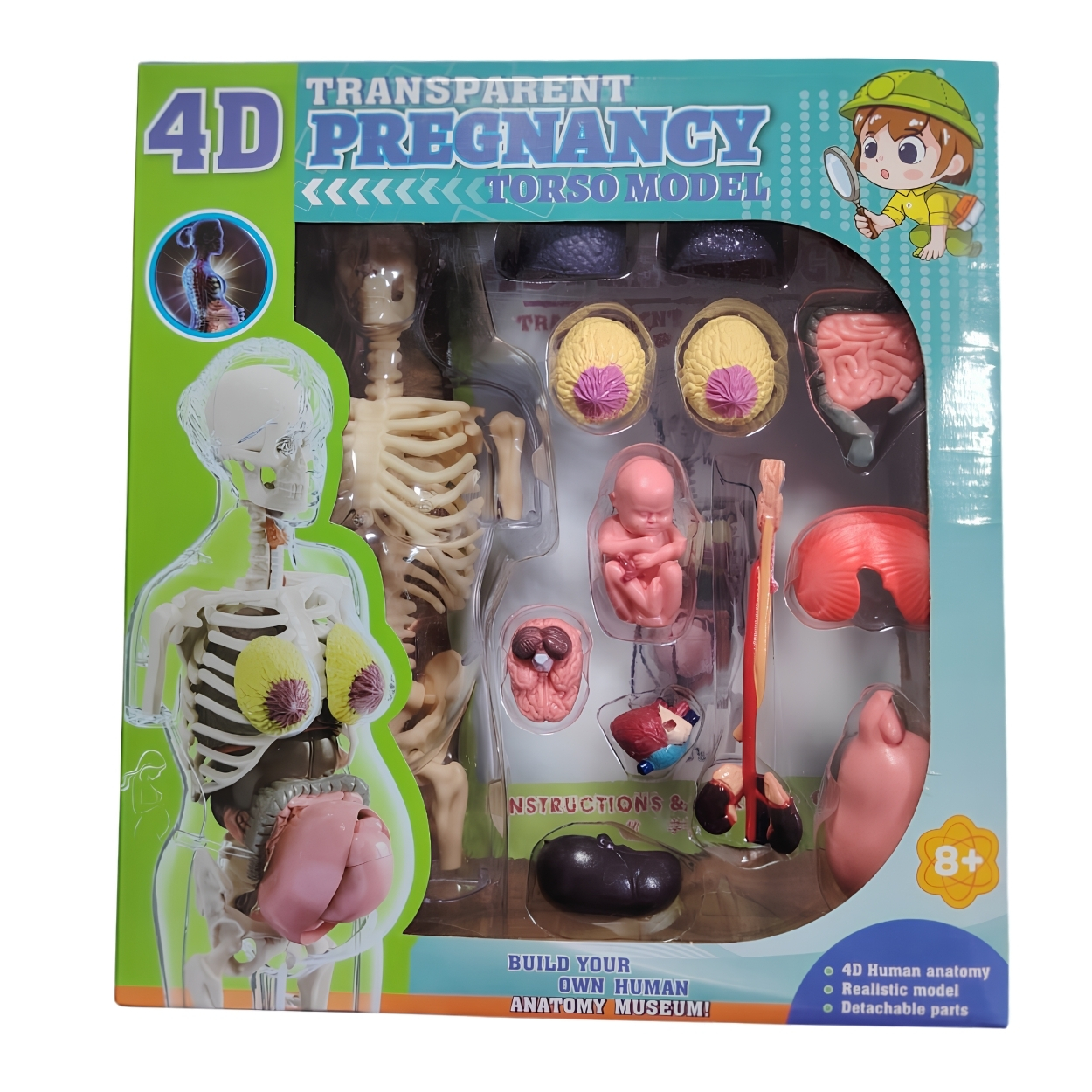 JUGUETE MODELO ANATÓMICO EMBARAZO 4D TORSO HUMANO STEM - 5