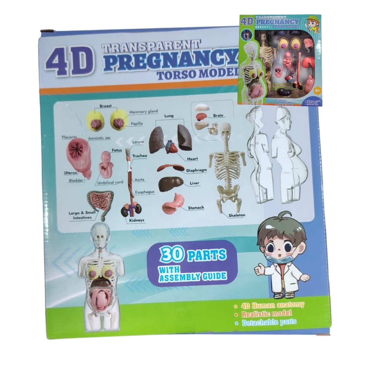 JUGUETE MODELO ANATÓMICO EMBARAZO 4D TORSO HUMANO STEM - 6