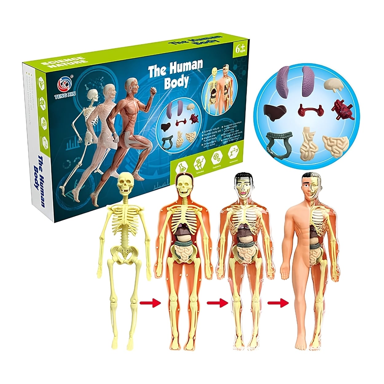 KIT CIENCIA CUERPO HUMANO MODELO ANATÓMICO ESCOLAR 3D - 1