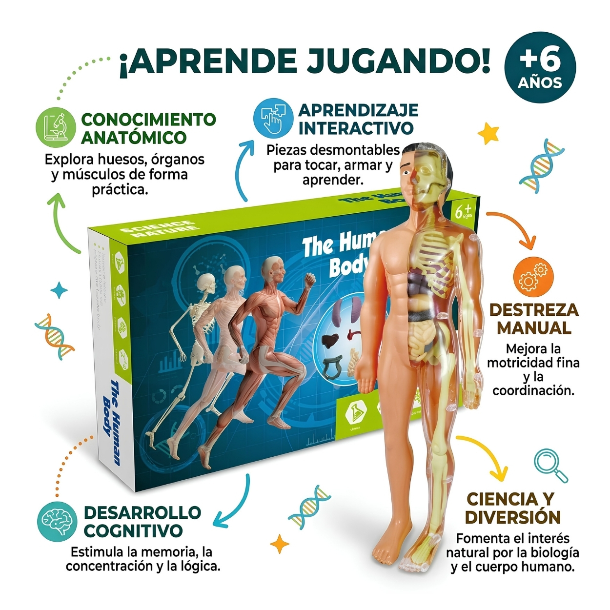 KIT CIENCIA CUERPO HUMANO MODELO ANATÓMICO ESCOLAR 3D - 2