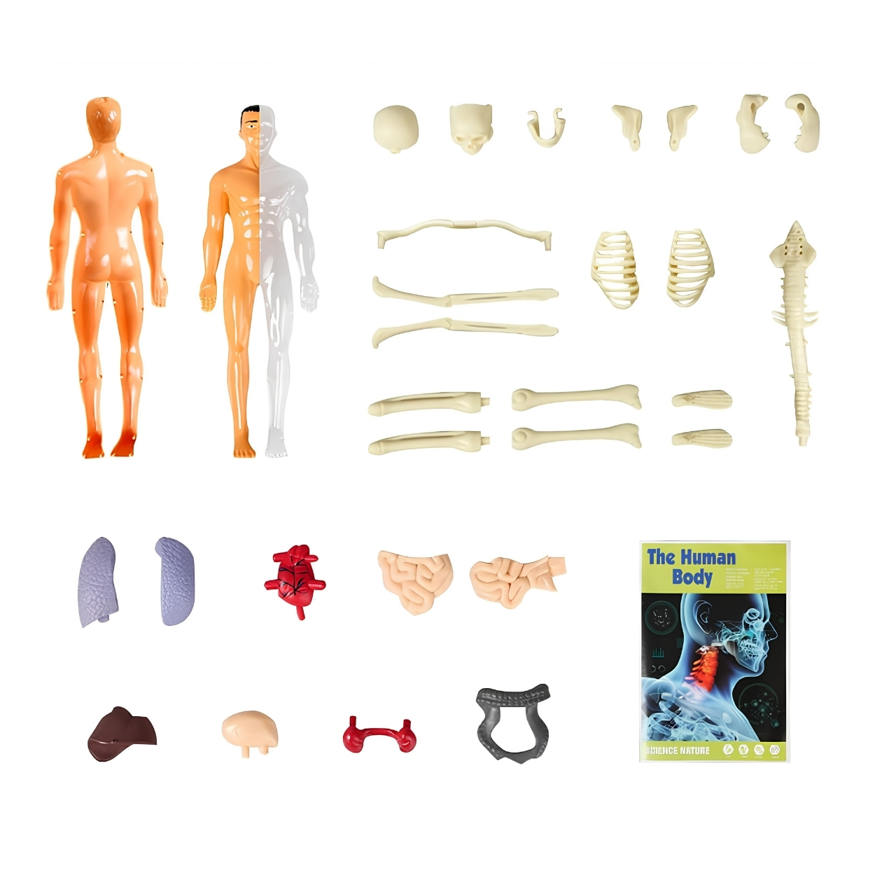 KIT CIENCIA CUERPO HUMANO MODELO ANATÓMICO ESCOLAR 3D - 3