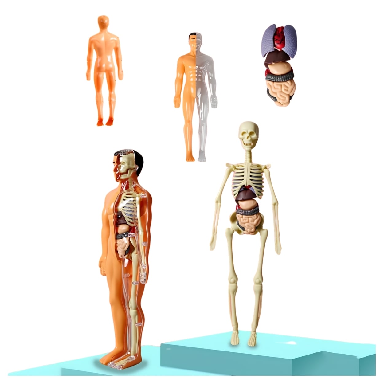 KIT CIENCIA CUERPO HUMANO MODELO ANATÓMICO ESCOLAR 3D - 4