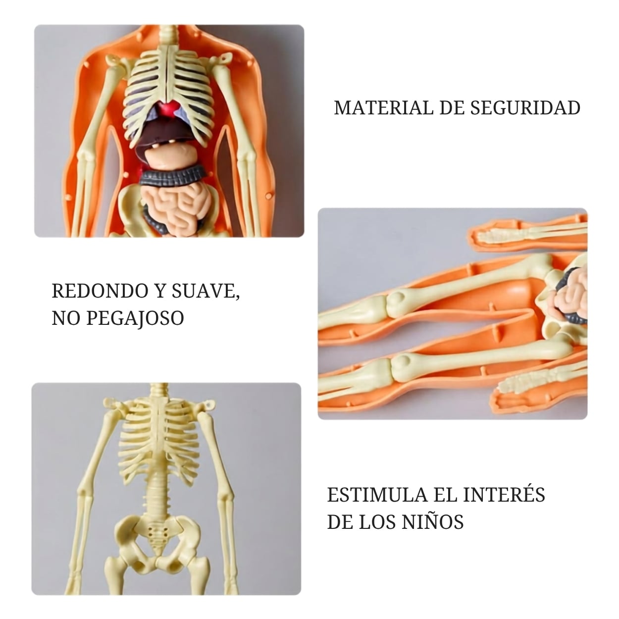 KIT CIENCIA CUERPO HUMANO MODELO ANATÓMICO ESCOLAR 3D - 5