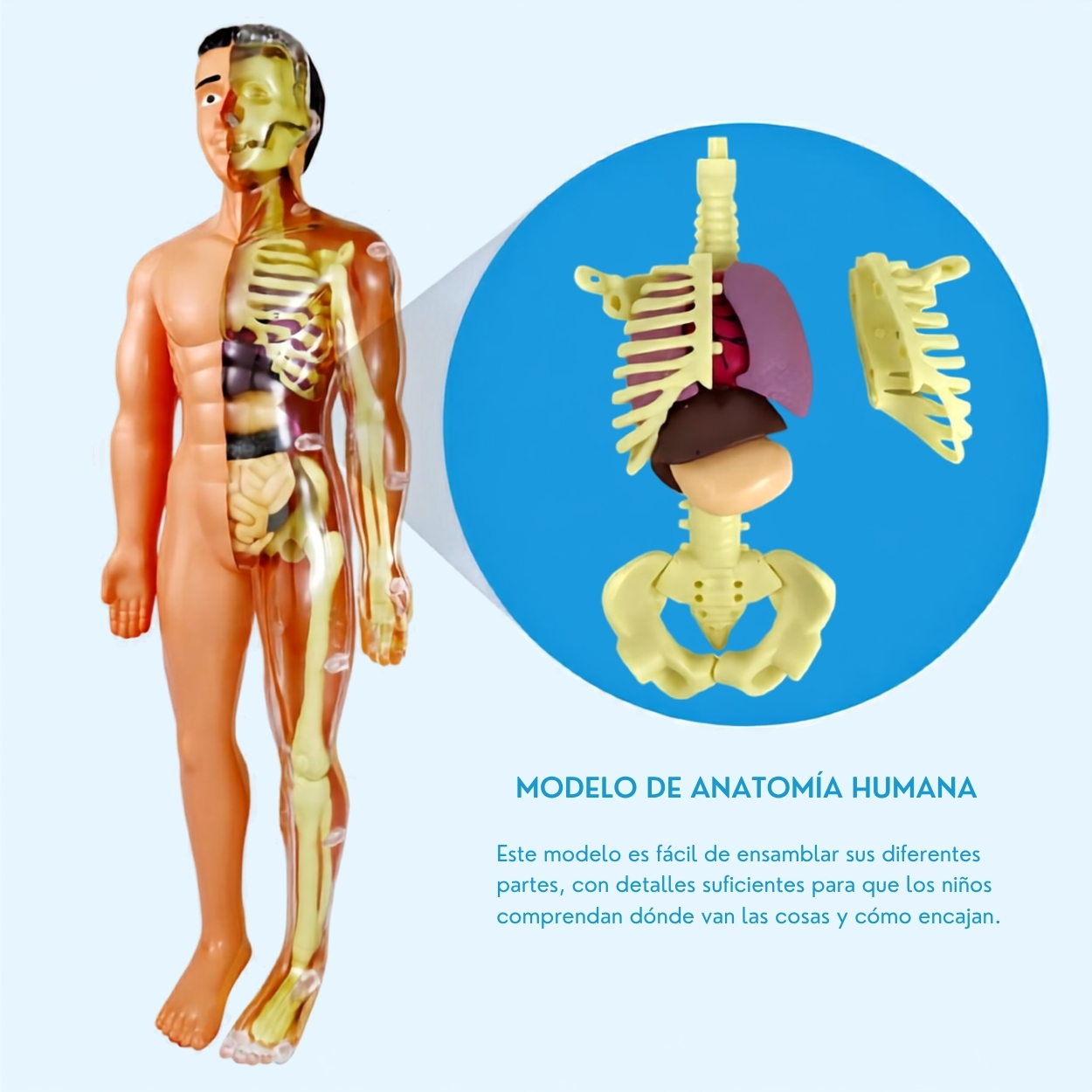 KIT CIENCIA CUERPO HUMANO MODELO ANATÓMICO ESCOLAR 3D - 6