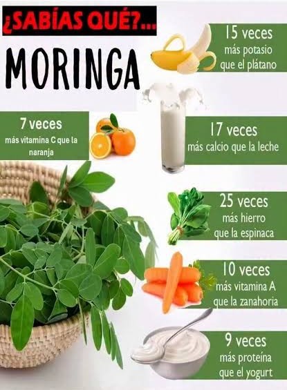 VITALPRO - SEMILLAS DE MORINGA CON HOJA DE GUANABANA - POTENTE ANTIOXIDANTE (100 CAP) - 2