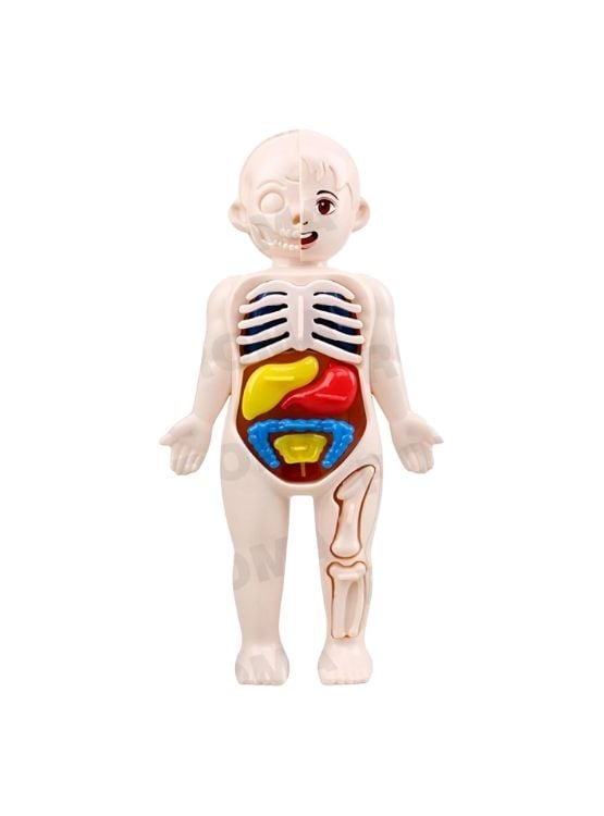 JUEGO EDUCATIVO DE ANATOMÍA DEL CUERPO ENCAJABLE - 1