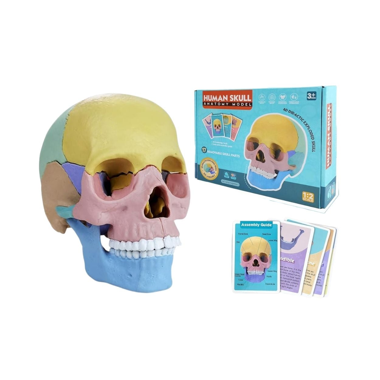 JUEGO ROMPECABEZAS DIDÁCTICO CRÁNEO HUMANO 4D PARA NIÑOS - 1