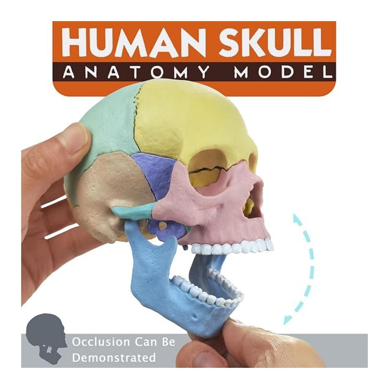 JUEGO ROMPECABEZAS DIDÁCTICO CRÁNEO HUMANO 4D PARA NIÑOS - 2