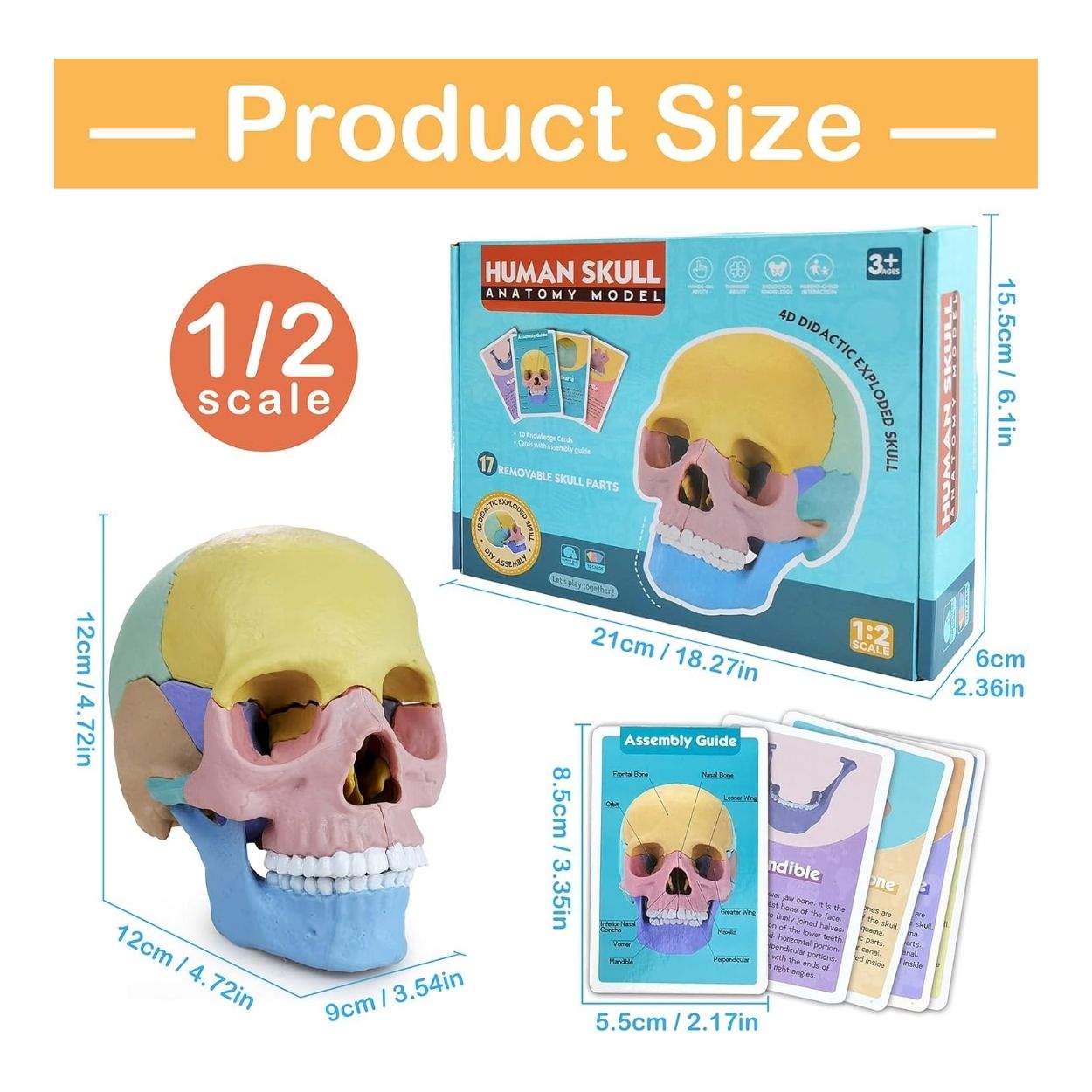 JUEGO ROMPECABEZAS DIDÁCTICO CRÁNEO HUMANO 4D PARA NIÑOS - 4