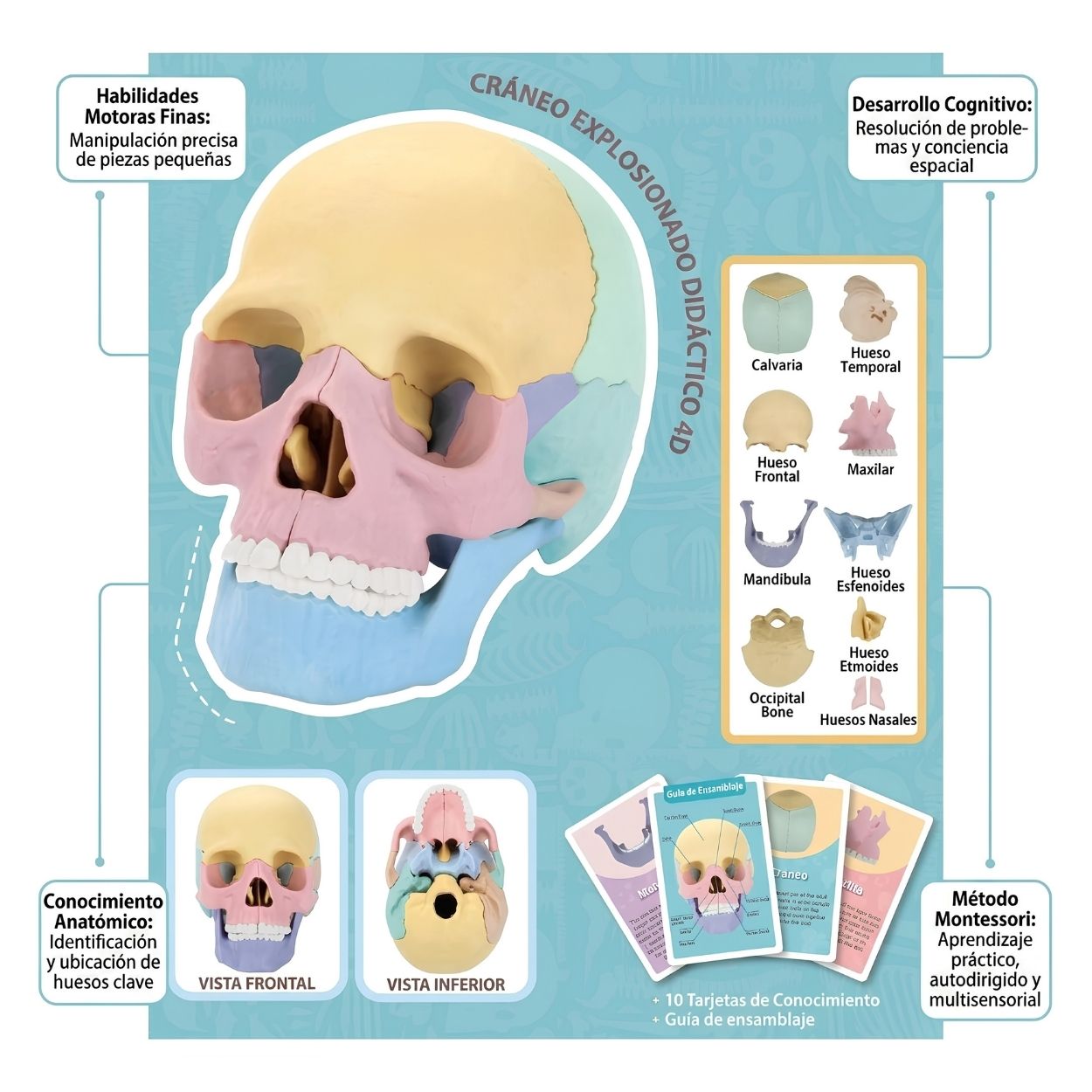 JUEGO CRÁNEO HUMANO 4D ROMPECABEZAS DIDÁCTICO PARA NIÑOS - 6