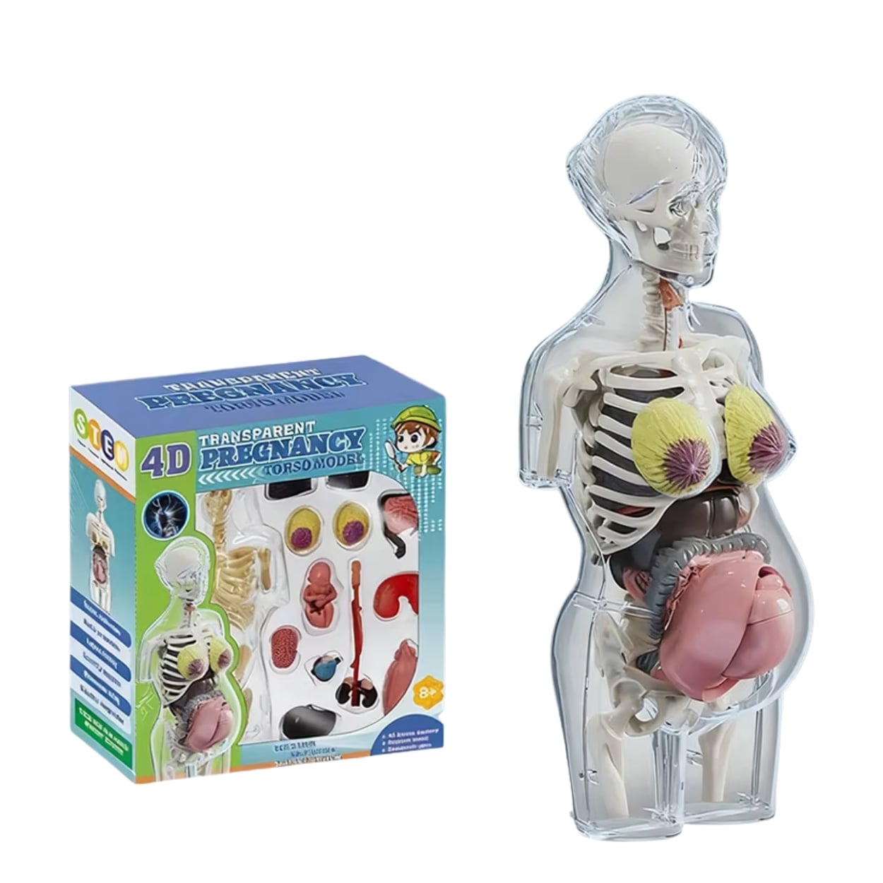 MODELO ANATOMÍA 4D CUERPO HUMANO EMBARAZO JUGUETE STEM - 1