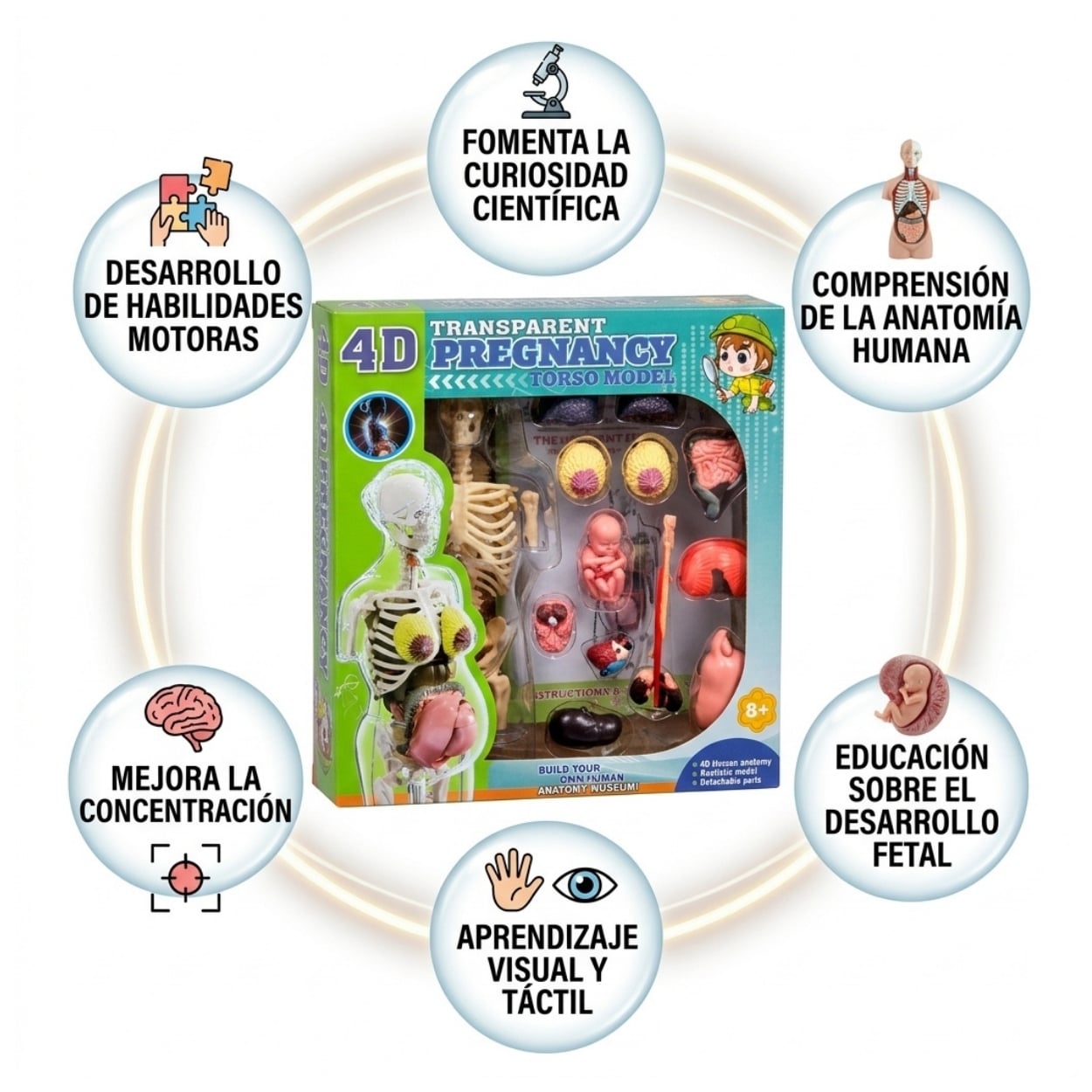 MODELO ANATOMÍA 4D CUERPO HUMANO EMBARAZO JUGUETE STEM - 2
