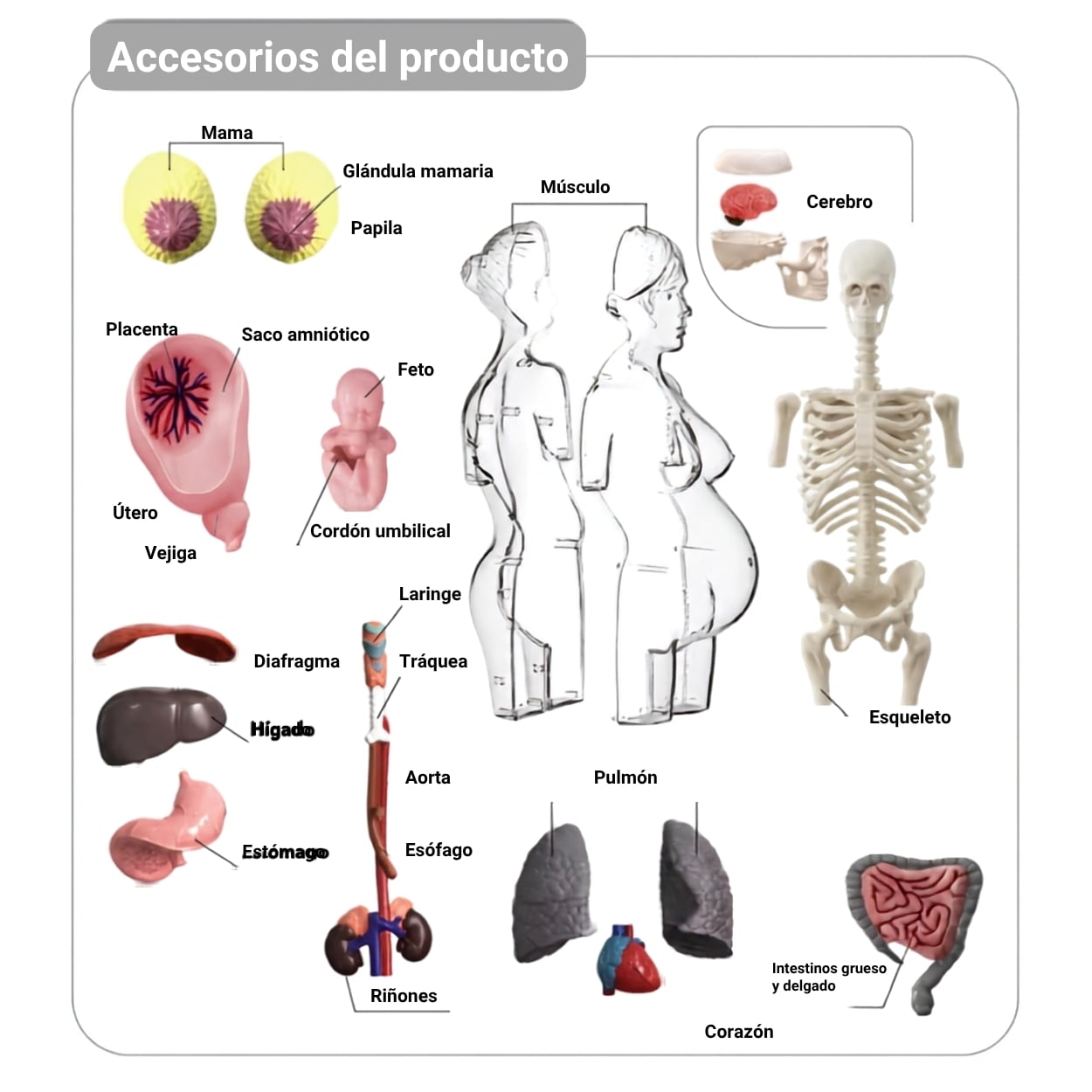 MODELO ANATOMÍA 4D CUERPO HUMANO EMBARAZO JUGUETE STEM - 3