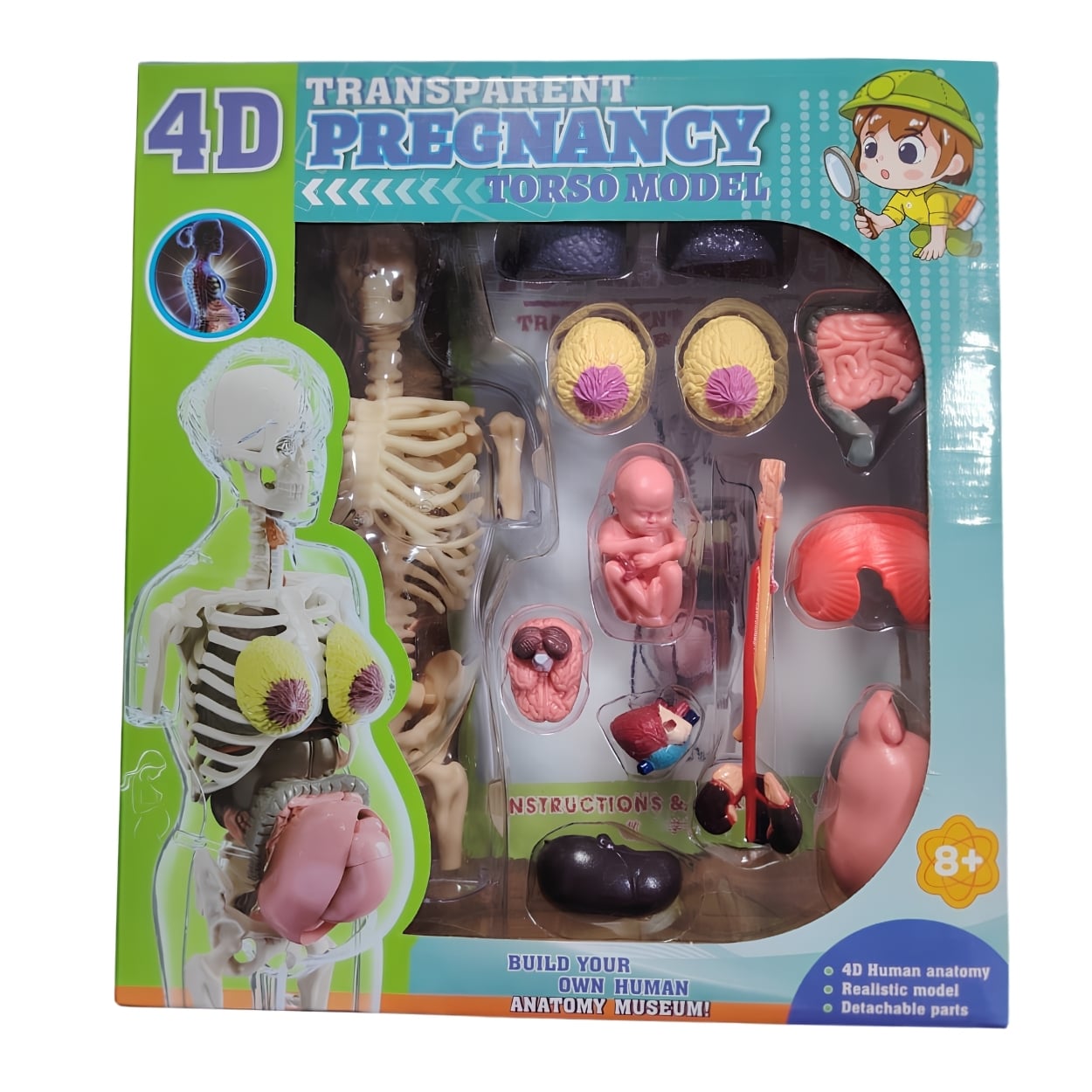 MODELO ANATOMÍA 4D CUERPO HUMANO EMBARAZO JUGUETE STEM - 4