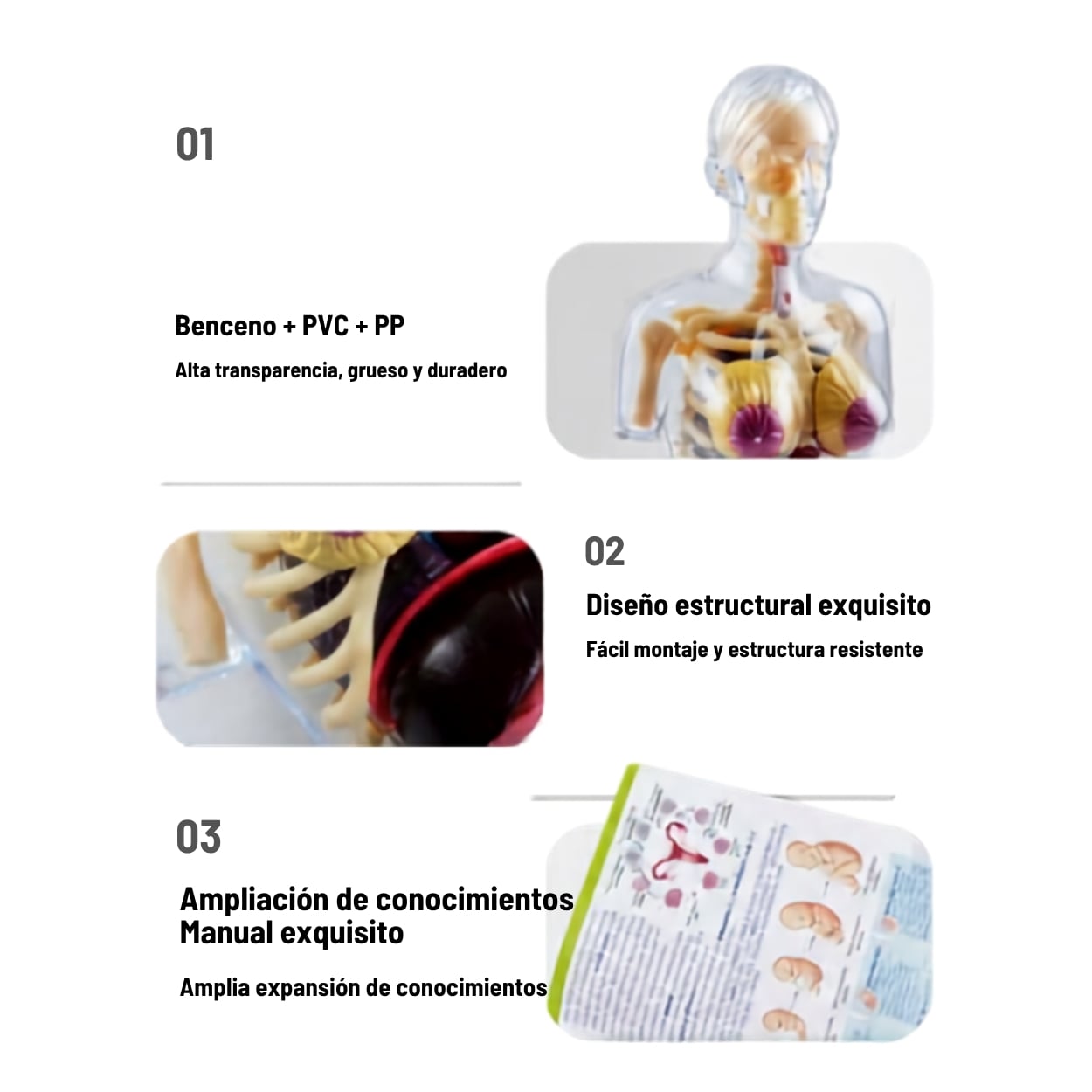 MODELO ANATOMÍA 4D CUERPO HUMANO EMBARAZO JUGUETE STEM - 6