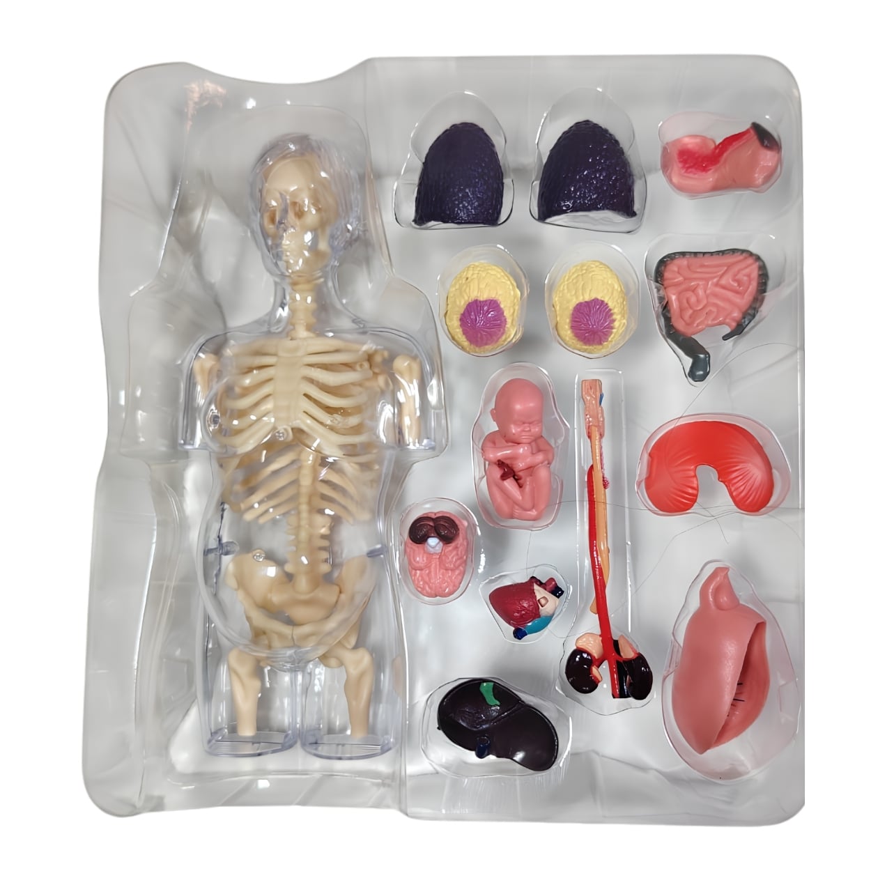 MODELO ANATOMÍA 4D CUERPO HUMANO EMBARAZO JUGUETE STEM - 7