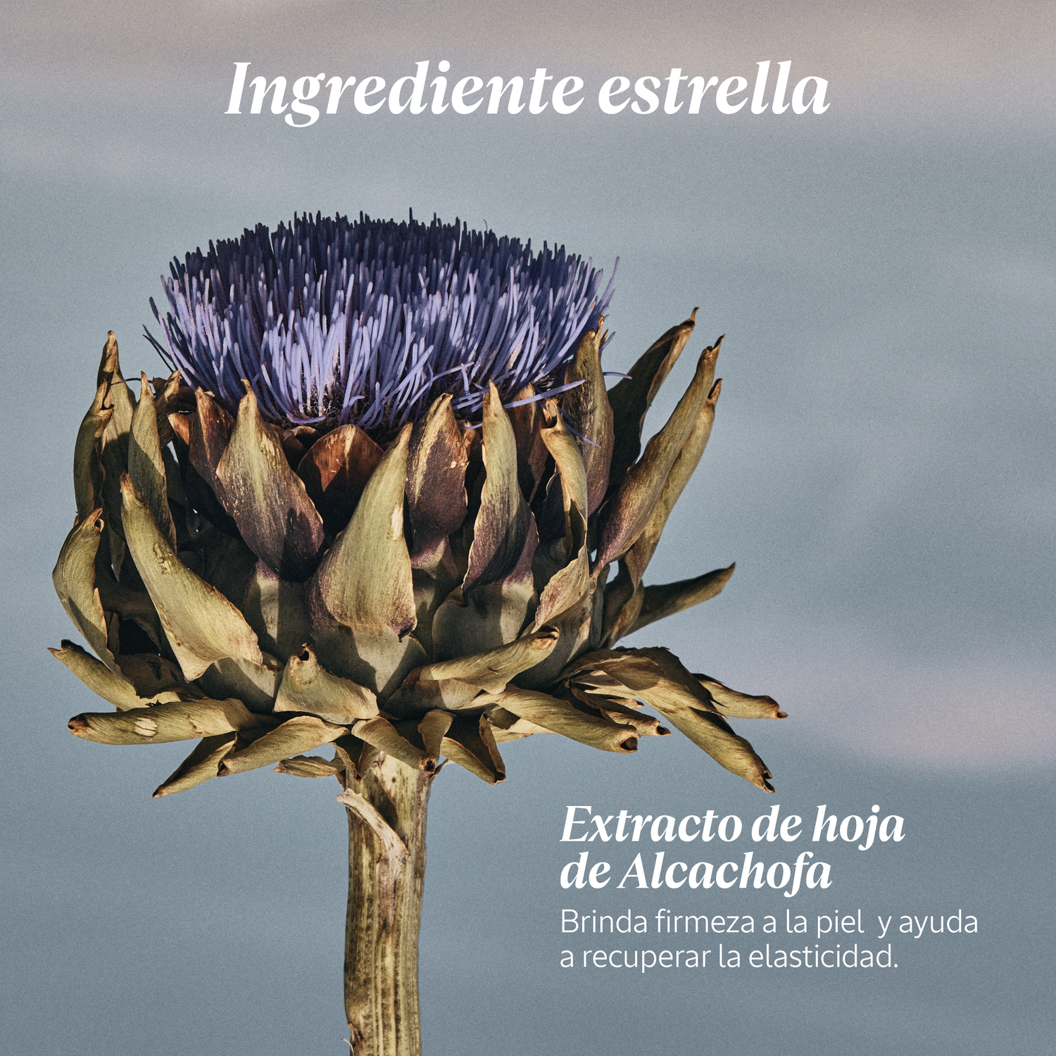 EXFOLIANTE CORPORAL ALCACHOFA 200 ML - 4
