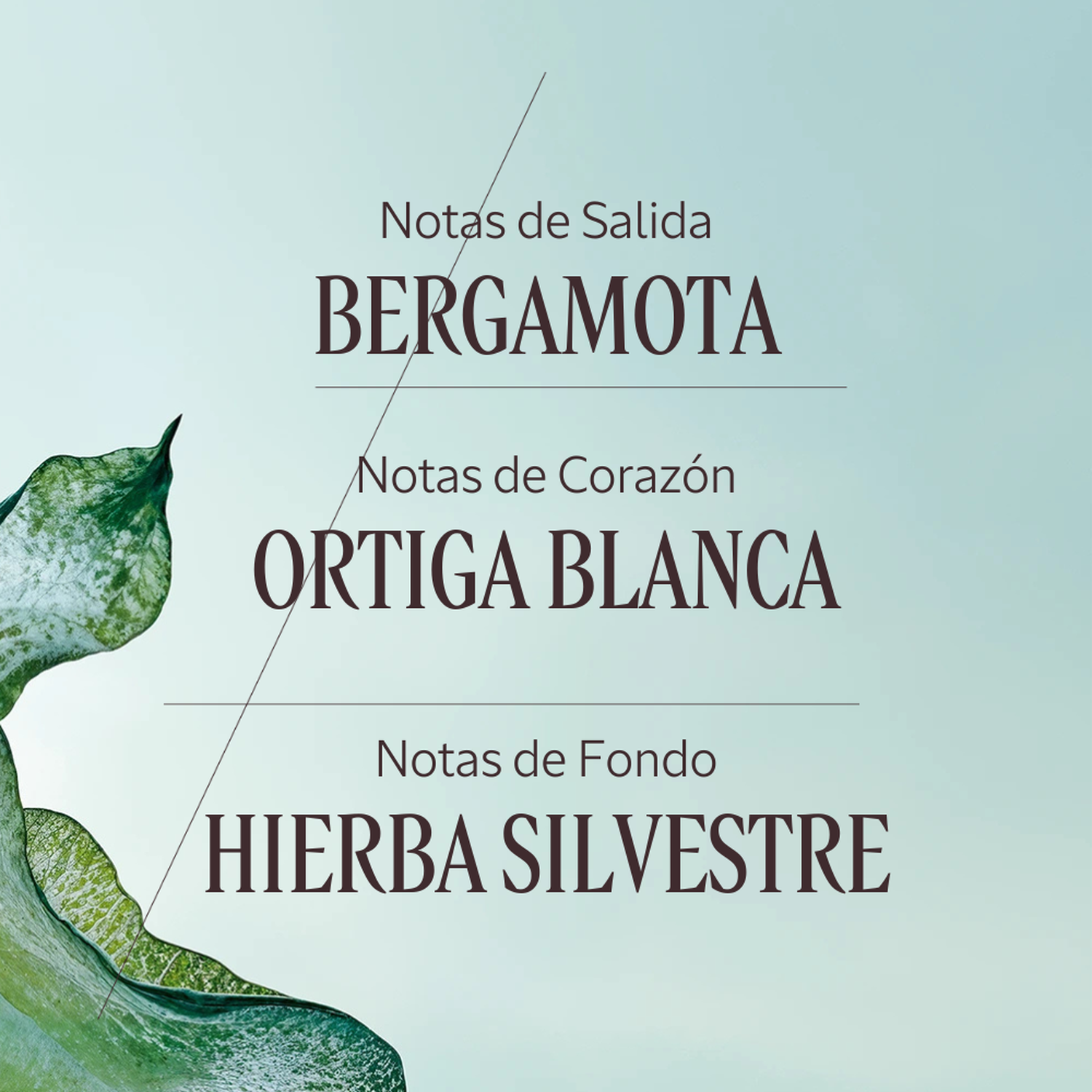 PERFUME FLORAL ORTIE BLANCHE (HERBAE) EDT 50 ML - 4