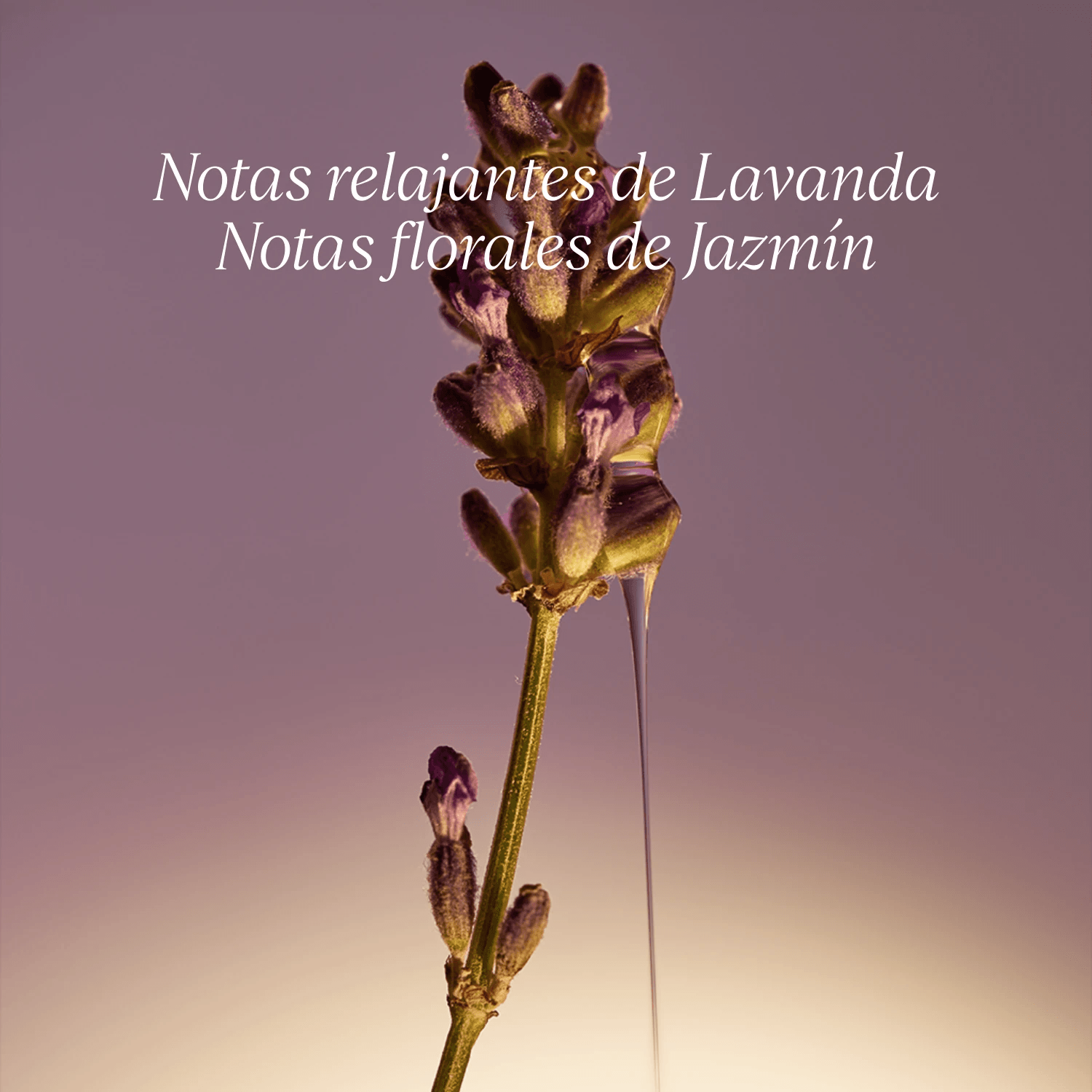JABÓN LÍQUIDO KARITÉ LAVANDA - 6