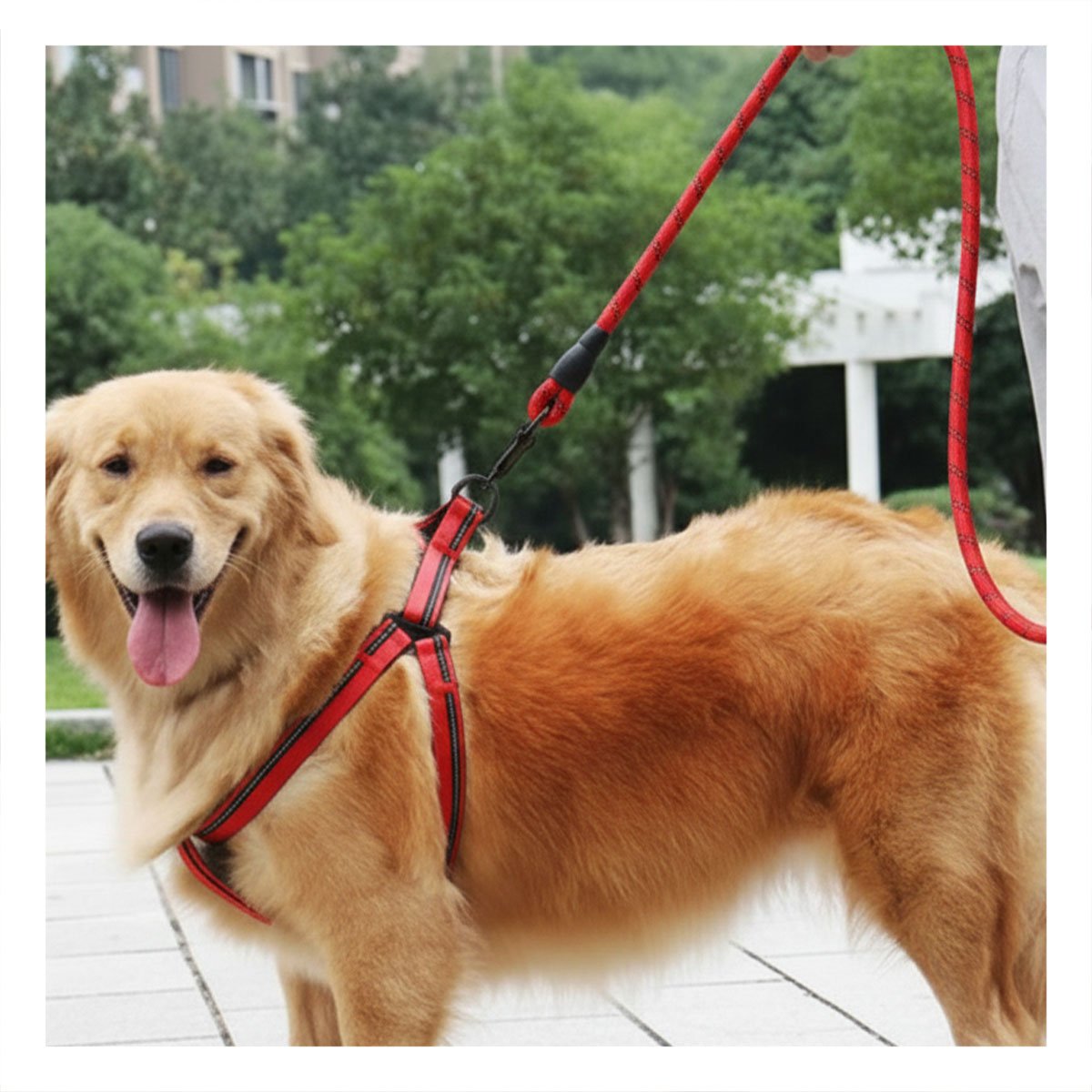 PACK4 SOPORTE DE PASEO CON ARNES Y CORREA 120CM ROJO YREGALO STICKER - 5