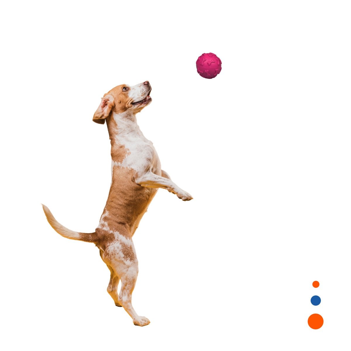 ESFERA FLEXIBLE PET PARA MASCOTA CON FORMAS DE HUESO FUCSIA YREGALO STICKER - 1