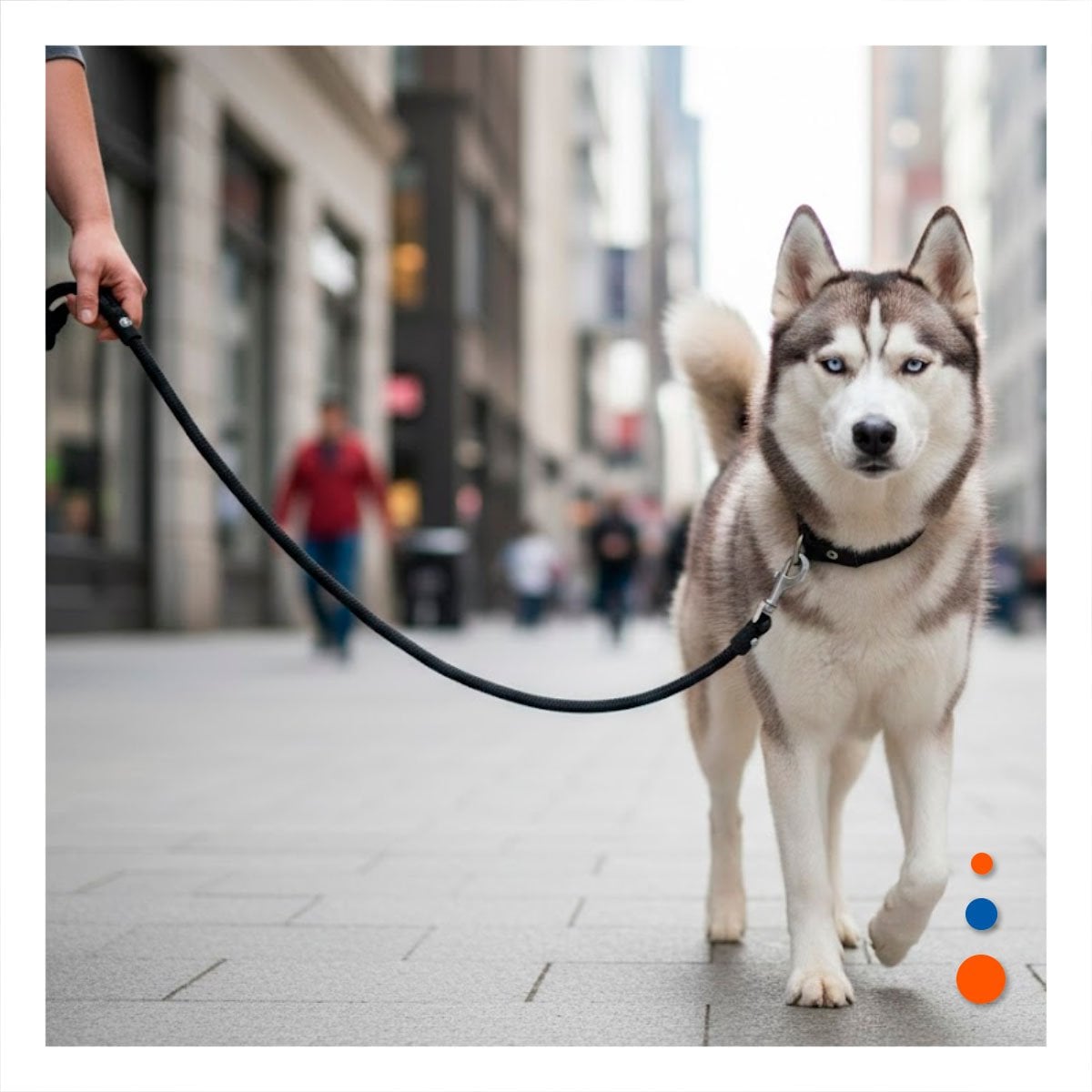 SOGA PARA PERRO QUE DIVIERTE DURANTE PASEOS 2,10M NEGRO - 5