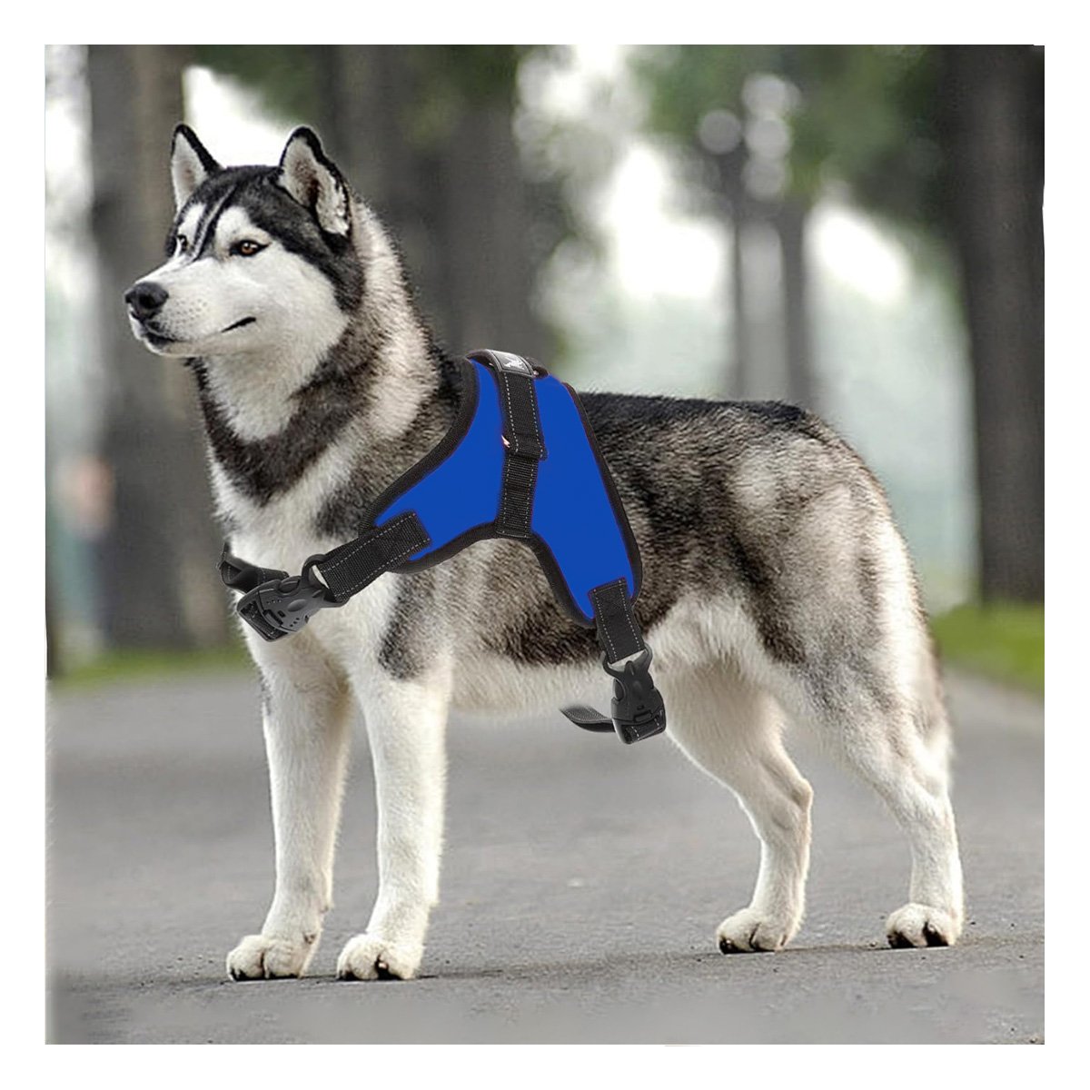 PECHERA EN H PARA PERRO TALLA S RESISTENTE Y COMODA PARA PASEOS AZUL - 3
