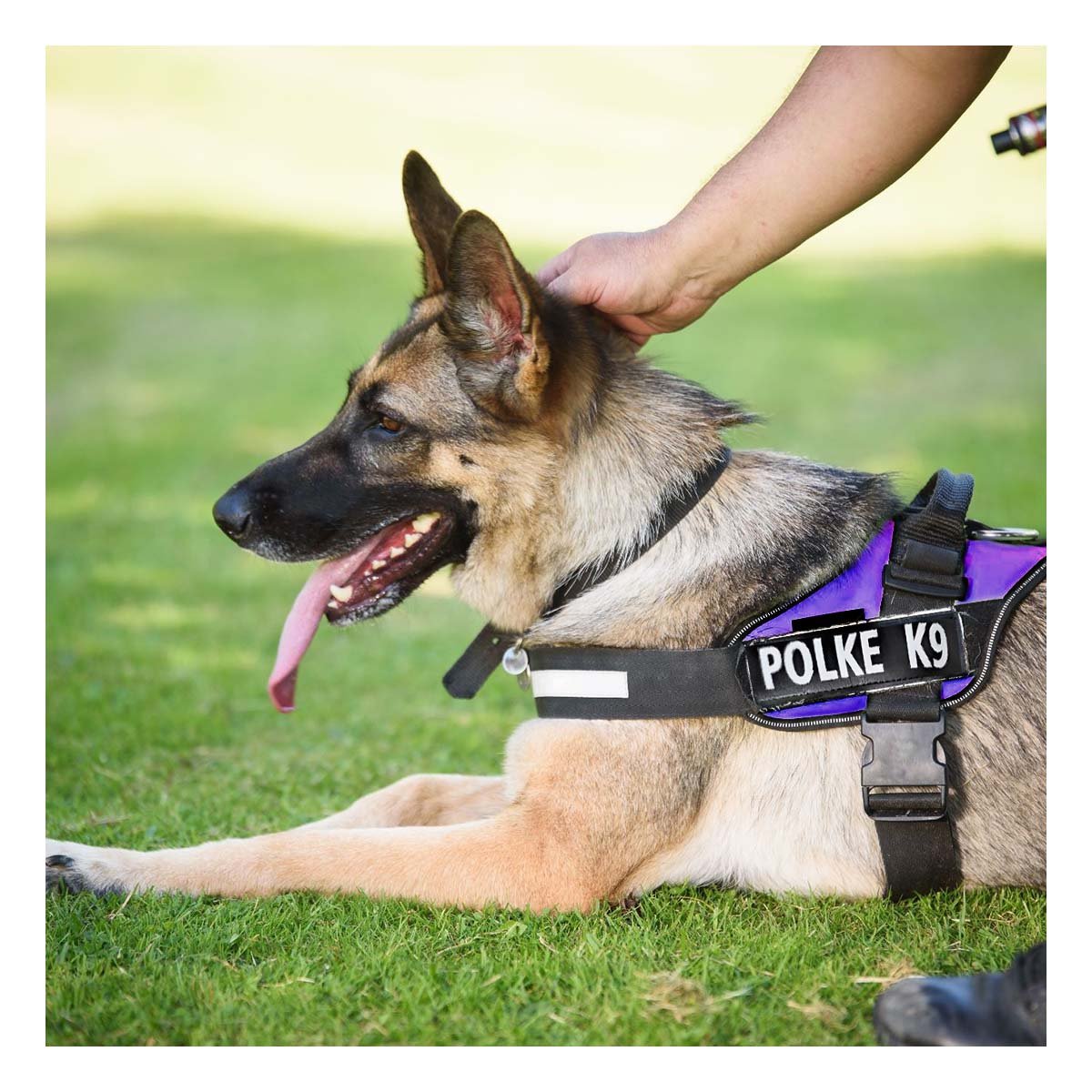 PACK2 CHALECO DE PASEO PARA PERRO TALLA M LIGERO Y AJUSTABLE MORADO YREGALO STICKER - 5