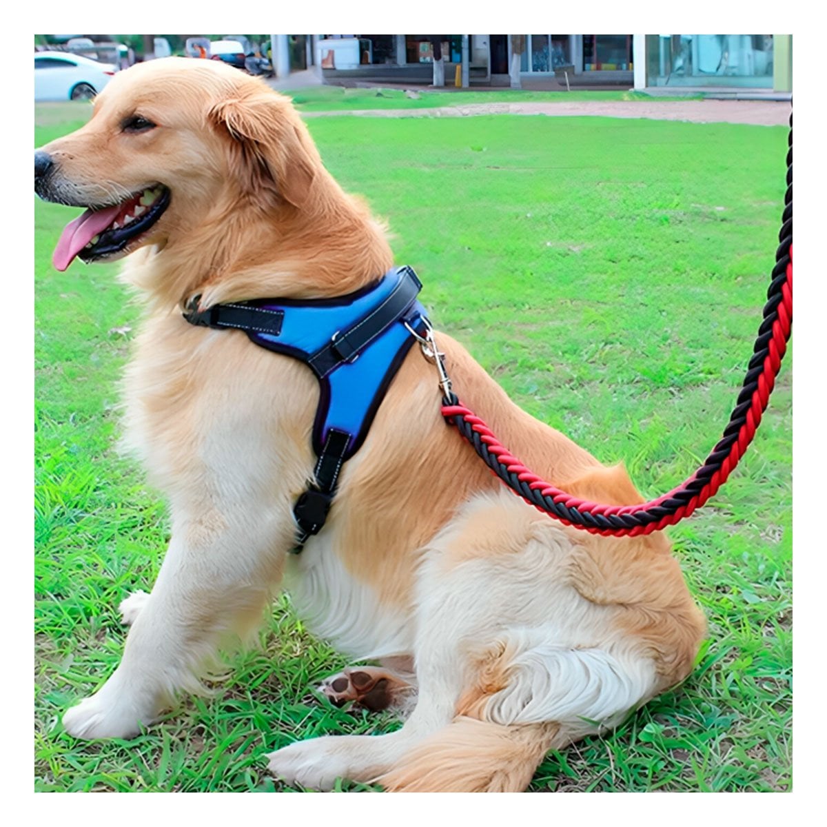 PACK2 PECHERA RESISTENTE EN H PARA MASCOTA TALLA M CON AJUSTE AZUL YPAPEL REGALO - 2