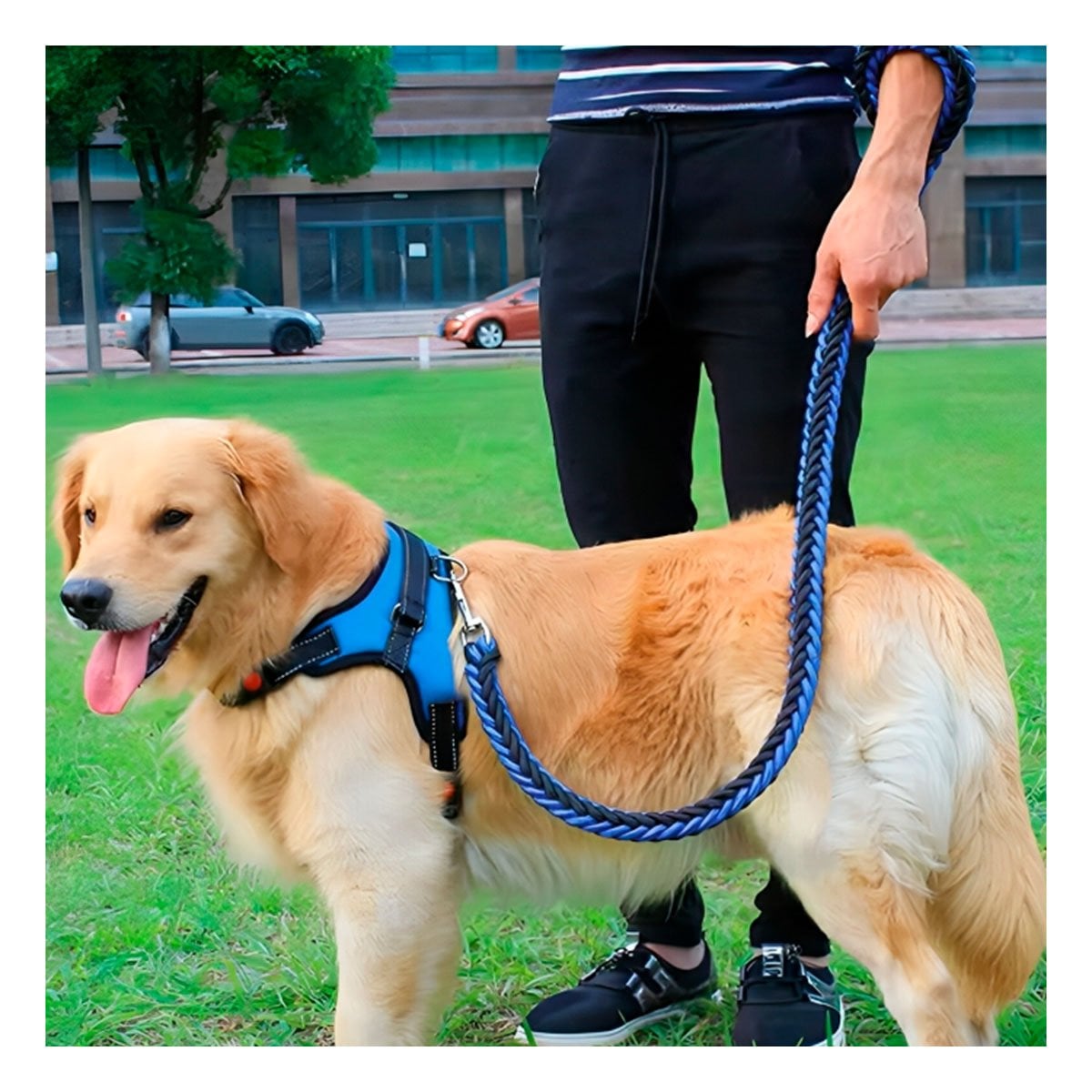 PACK2 ARNES COMODO EN H PARA PERRO TALLA M CON CONTROL AZUL - 5