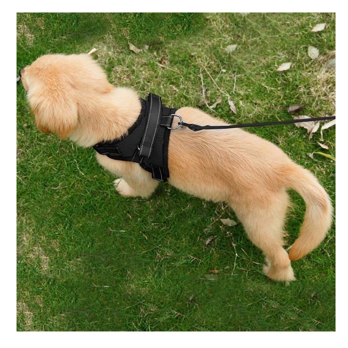 PACK4 SOPORTE CORPORAL EN H PARA MASCOTA TALLA S CON AJUSTE SEGURO NEGRO YREGALO STICKER - 5